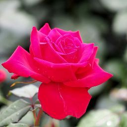 Gordon Cook Photo 17 Gordon Cook Photo 17