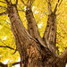 James Maple Photo 6