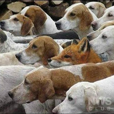 Walter Scott Photo 60 Walter Scott Photo 60