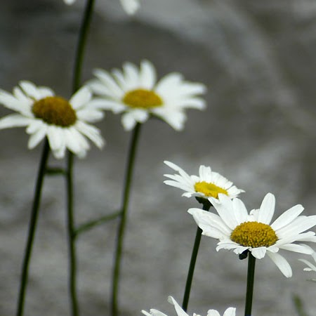 Haiyan Chen Photo 15