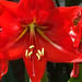Elizabeth Schneider Photo 33
