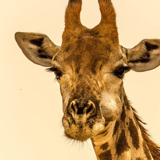 Christal Simpson Photo 1