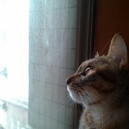 David Mallon Photo 7