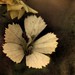 Barbara White Photo 45