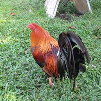 Robert Almazan Photo 6