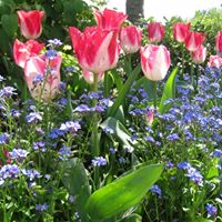 Susan Bechtel Photo 8