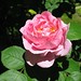 Constance Rose Photo 17