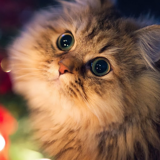 Jean Sullivan Photo 20