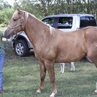 Connie Dozier Photo 10