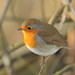 Robin Sharp Photo 16