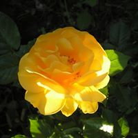 Carole Robertson Photo 18