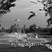 Judi Parks Photo 9