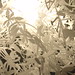 Pam Light Photo 27