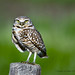 Jerry Burrow Photo 18