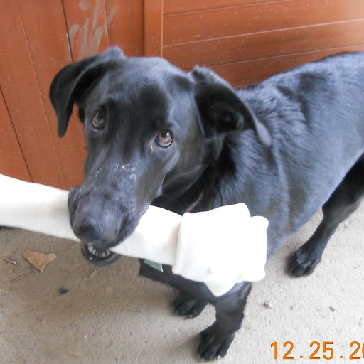 Renee Curtis Photo 22