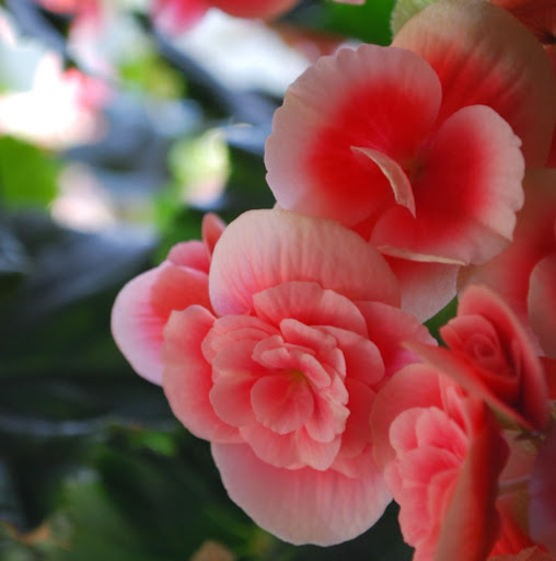 Tracey Fletcher Photo 26