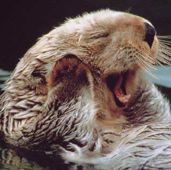 Susan Crowe Photo 45