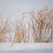 Charles Weed Photo 13