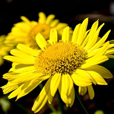 Teresa Frederick Photo 9