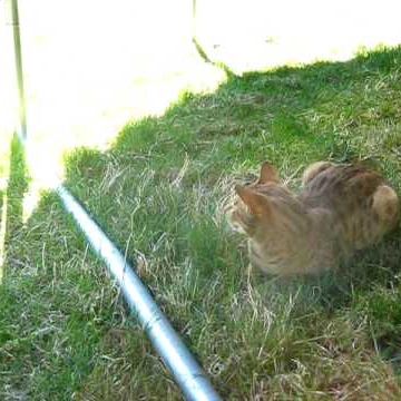 Richard Dawson Photo 53