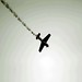 David Bruton Photo 15