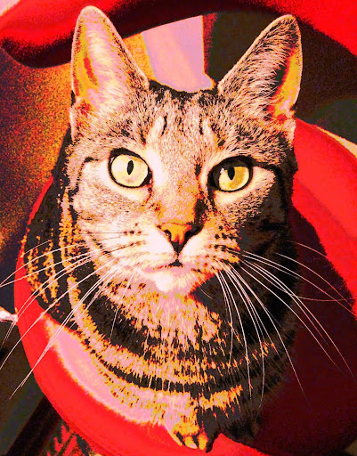 Melissa Goode Photo 7