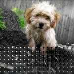 Victor Stewart Photo 33