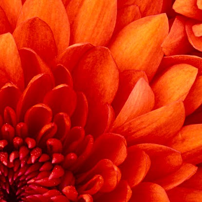 Mohammad Kamal Photo 40