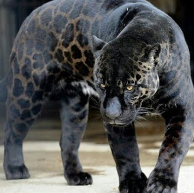 Rex King Photo 34 Rex King Photo 34