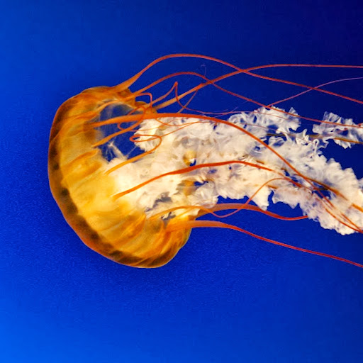 Marshall Adams Photo 35 Marshall Adams Photo 35