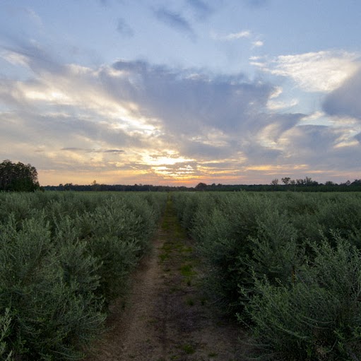 Tim Forrest Photo 39