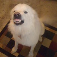 Russell Richards Photo 17