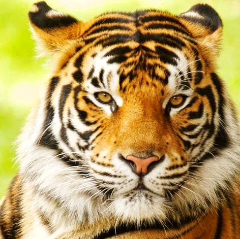 Robert Goddard Photo 25 Robert Goddard Photo 25