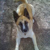 Russell Ingram Photo 19