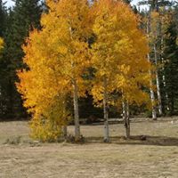 Susan Hayward Photo 20