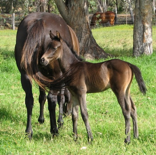 Renae Scott Photo 16