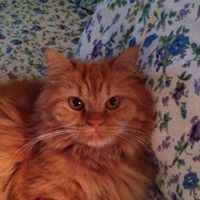 Pamela Fitzgerald Photo 39 Pamela Fitzgerald Photo 39