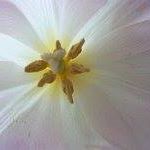 Christine Goettsch Photo 4