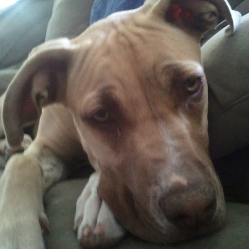 Jared Lindsey Photo 13