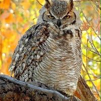 Paul Carlson Photo 31