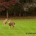 Autumn Buck Photo 21