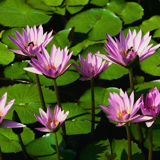 Arif Rasheed Photo 12