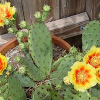 Bonnie Austin Photo 24