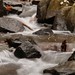 Susan Pheasant Photo 17