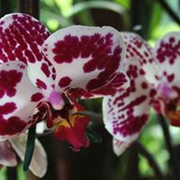 Angela Vertucci Photo 7