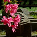 Azalea Stone Photo 7