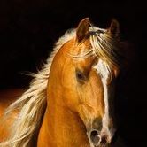 Debra Wige Photo 1