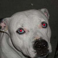 Dennis Newman Photo 28