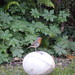 Robin Ball Photo 33