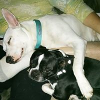 Connie Tyler Photo 17